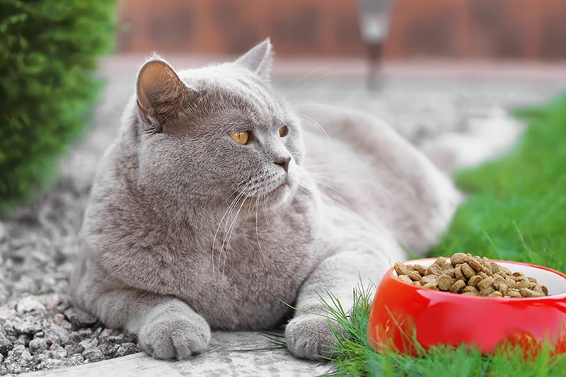 Is your cat overweight? Find out. Greensboro Vet