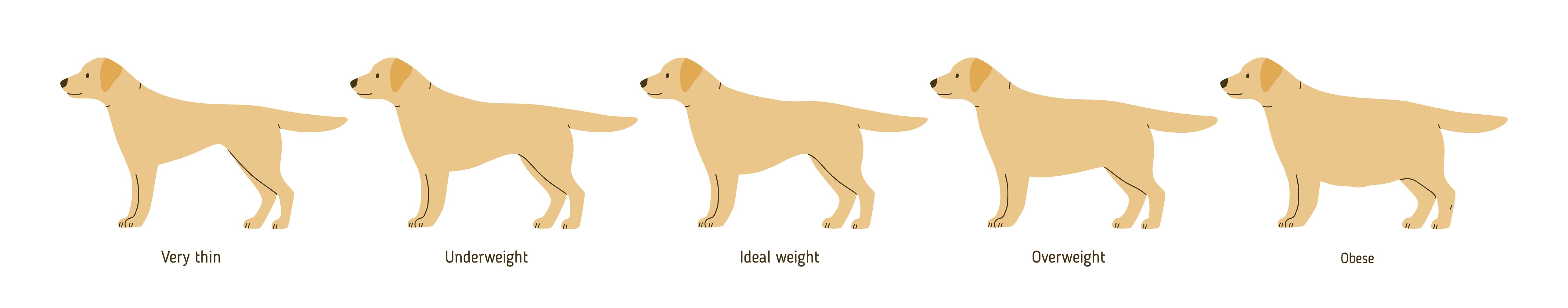 Overweight Dog Chart, Greensboro Internal Medicine Vet