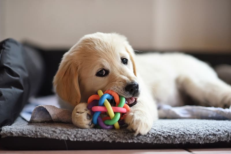 Cute puppy chewing on dog safe teething toy to relieve mouth pain, Greensboro Vet
