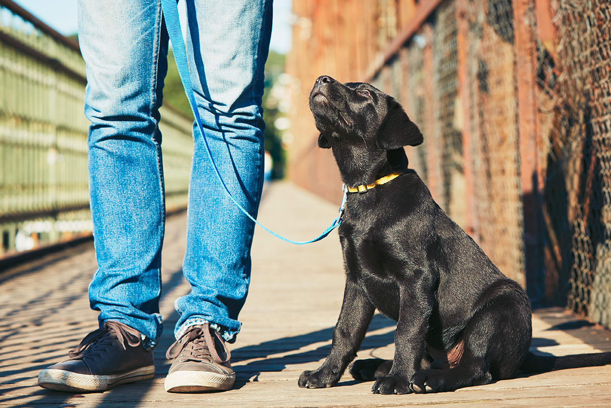 Puppy on leash, sitting looking up at owner.