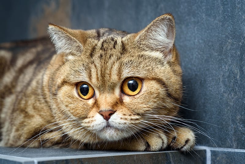 Signs of kidney failure in cats including symptoms, treatments and causes. Greensboro Vet