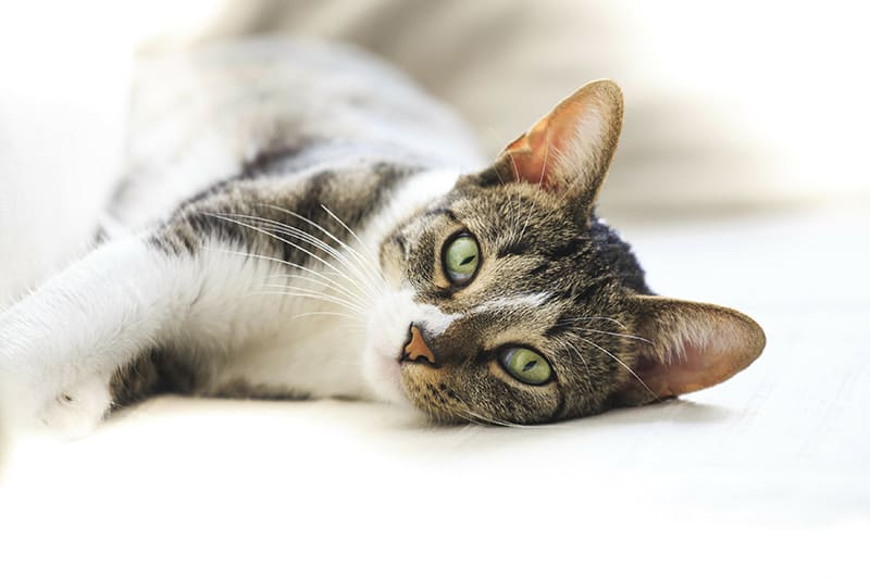 White and tabby cat laying on white floor looking into camera following surgery. Greensboro Vet