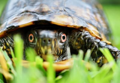 Before You Bring Home a Pet Turtle, Research Their Origins